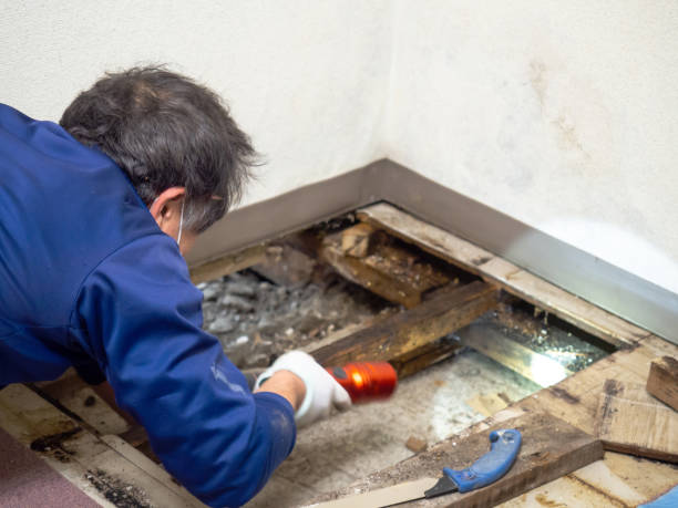 Professional Mold Removal in Bay St Louis, MS
