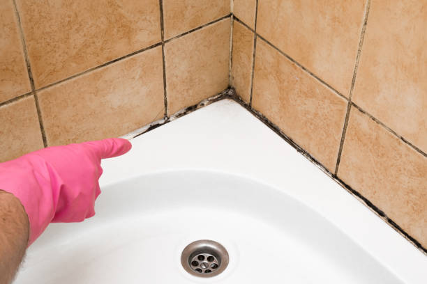 Best Affordable Mold Removal  in Bay St Louis, MS